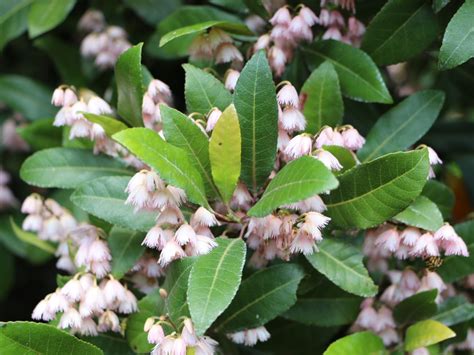 Elaeocarpus reticulatus ‘Prima Donna’ – Blueberry Ash